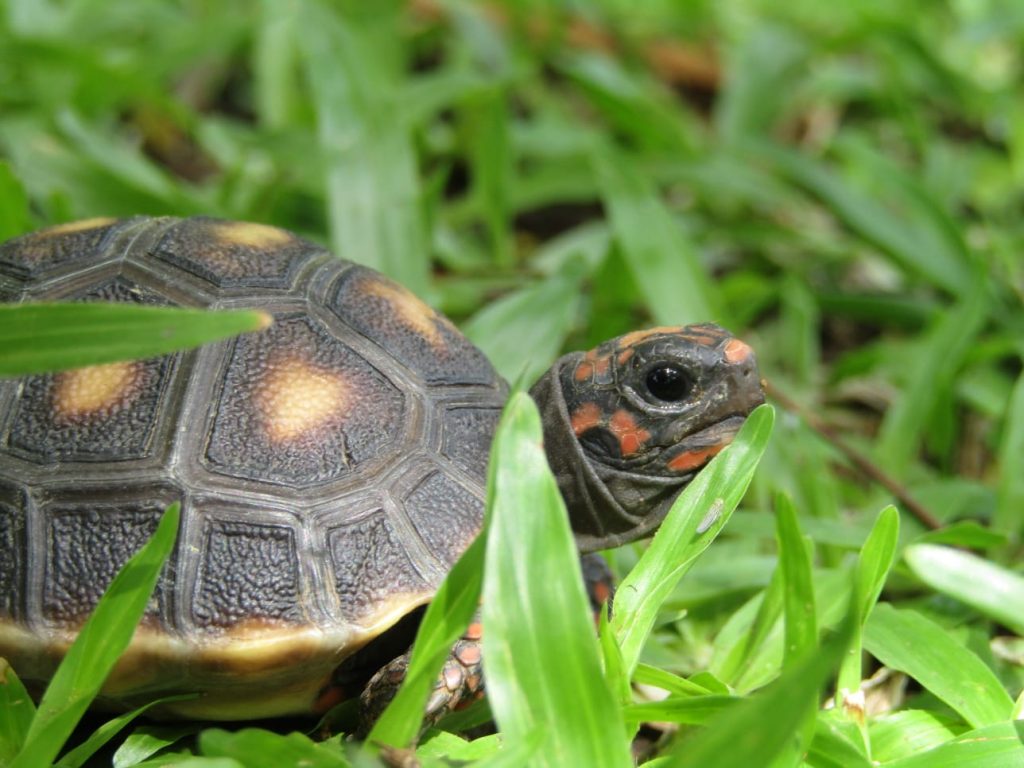 Sustainability at Canouan Estate Resort & Villas. 